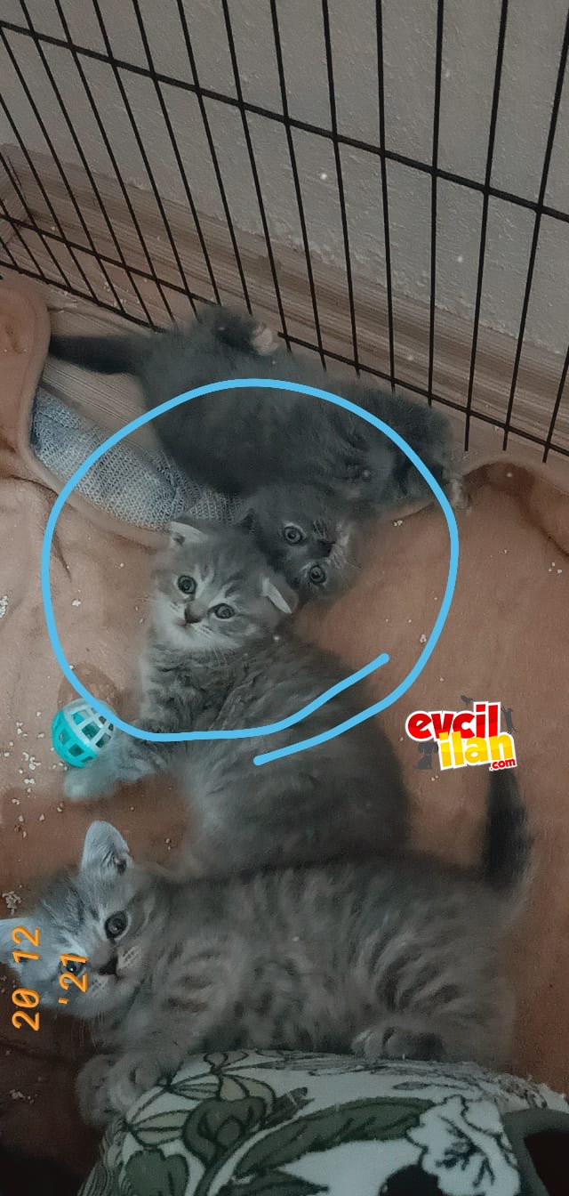 Yavrularımız yeni yuvalarını arıyor 