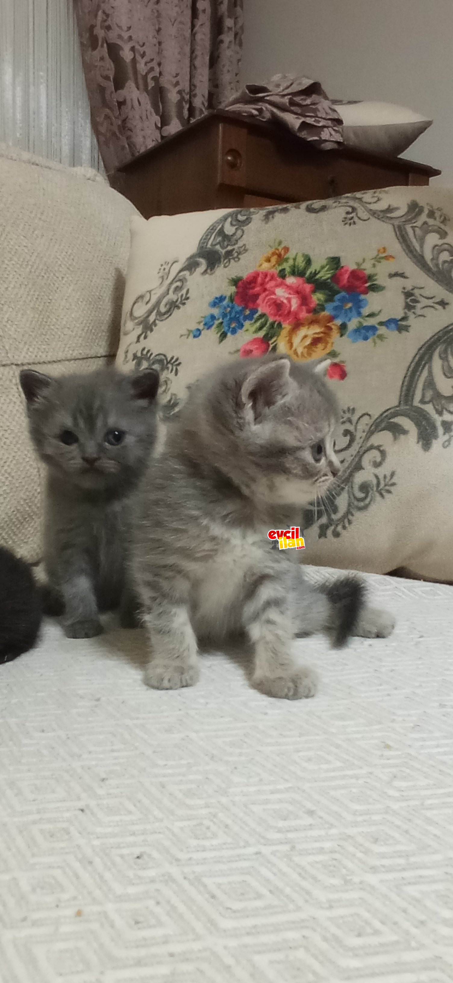 Yavrularımıza sahip arıyoruz
