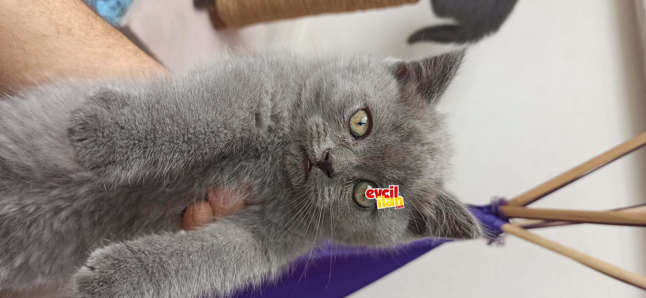 Yavrularımıza yeni yuva arıyoruz