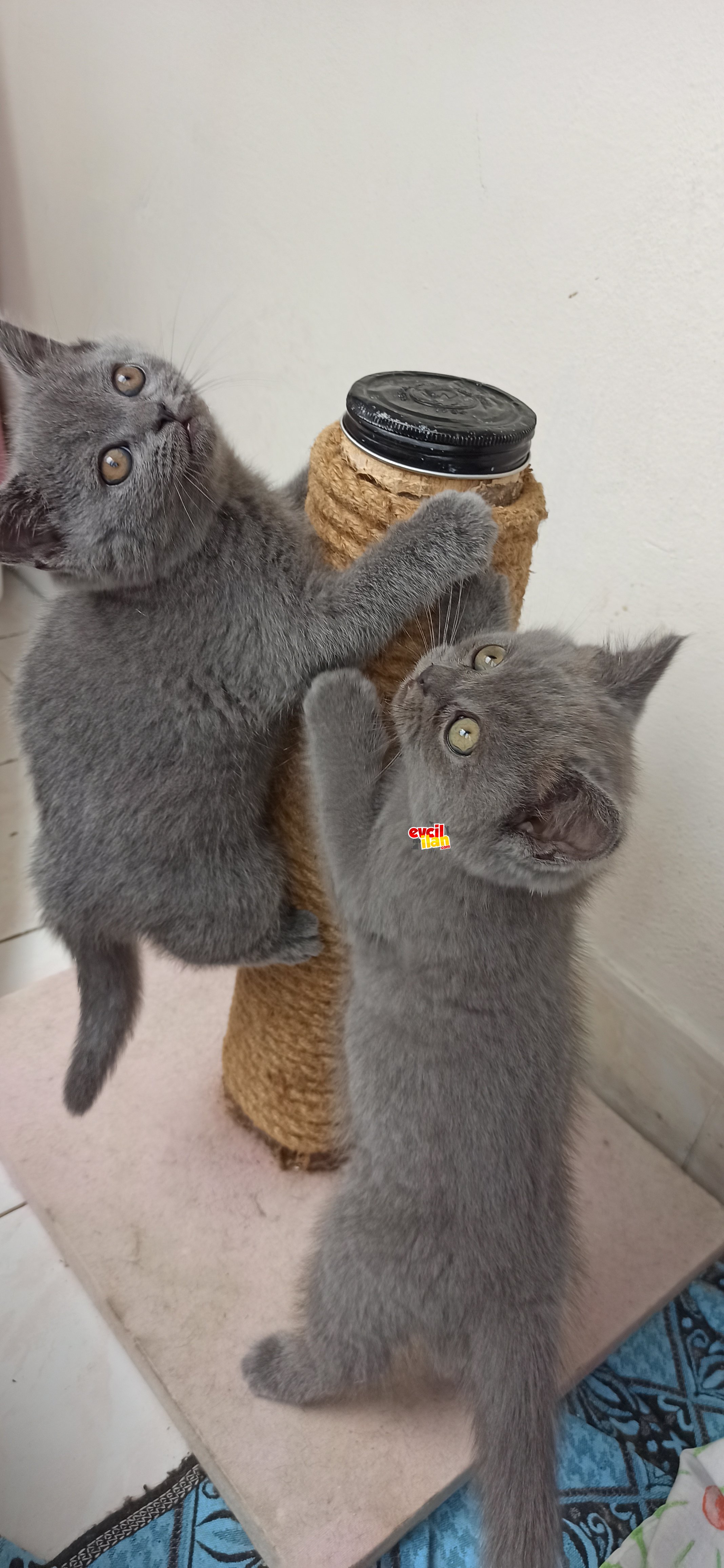 Yavrularımıza yeni yuva arıyoruz