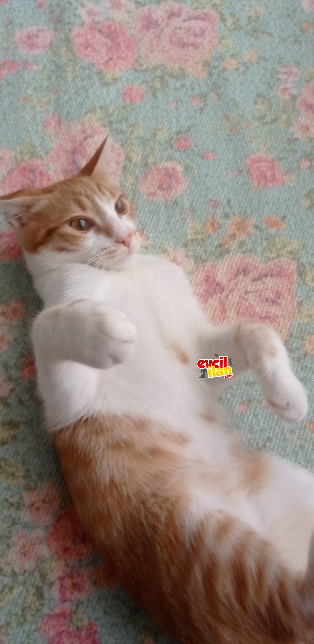 Yavruma aile arıyorum 
