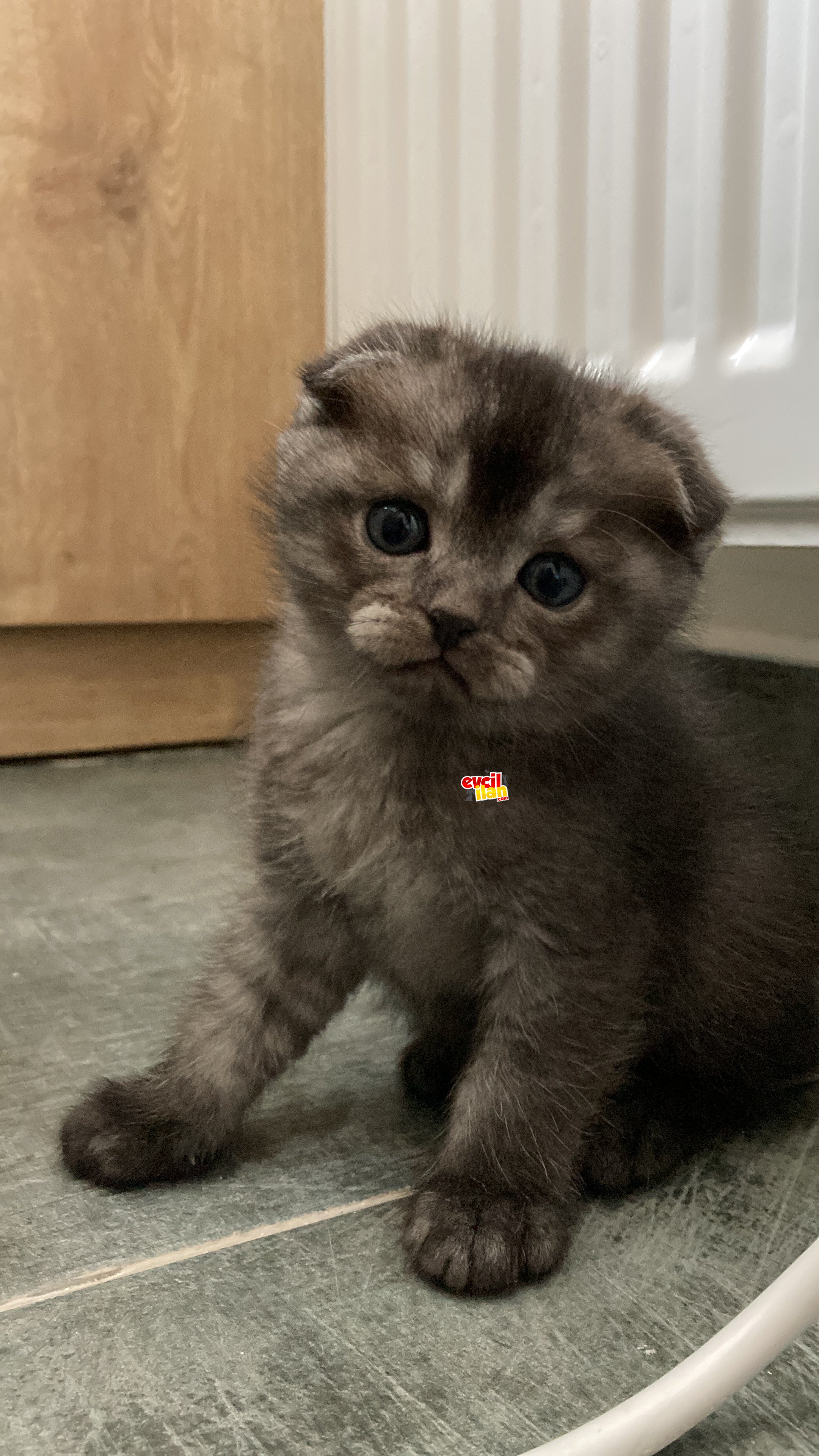 Yavruma yeni yuva arıyorum