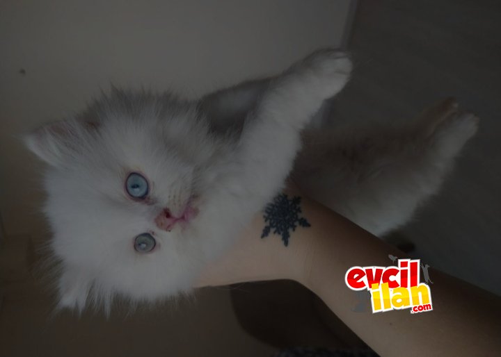 Yavrumun ailesi olur musun ?