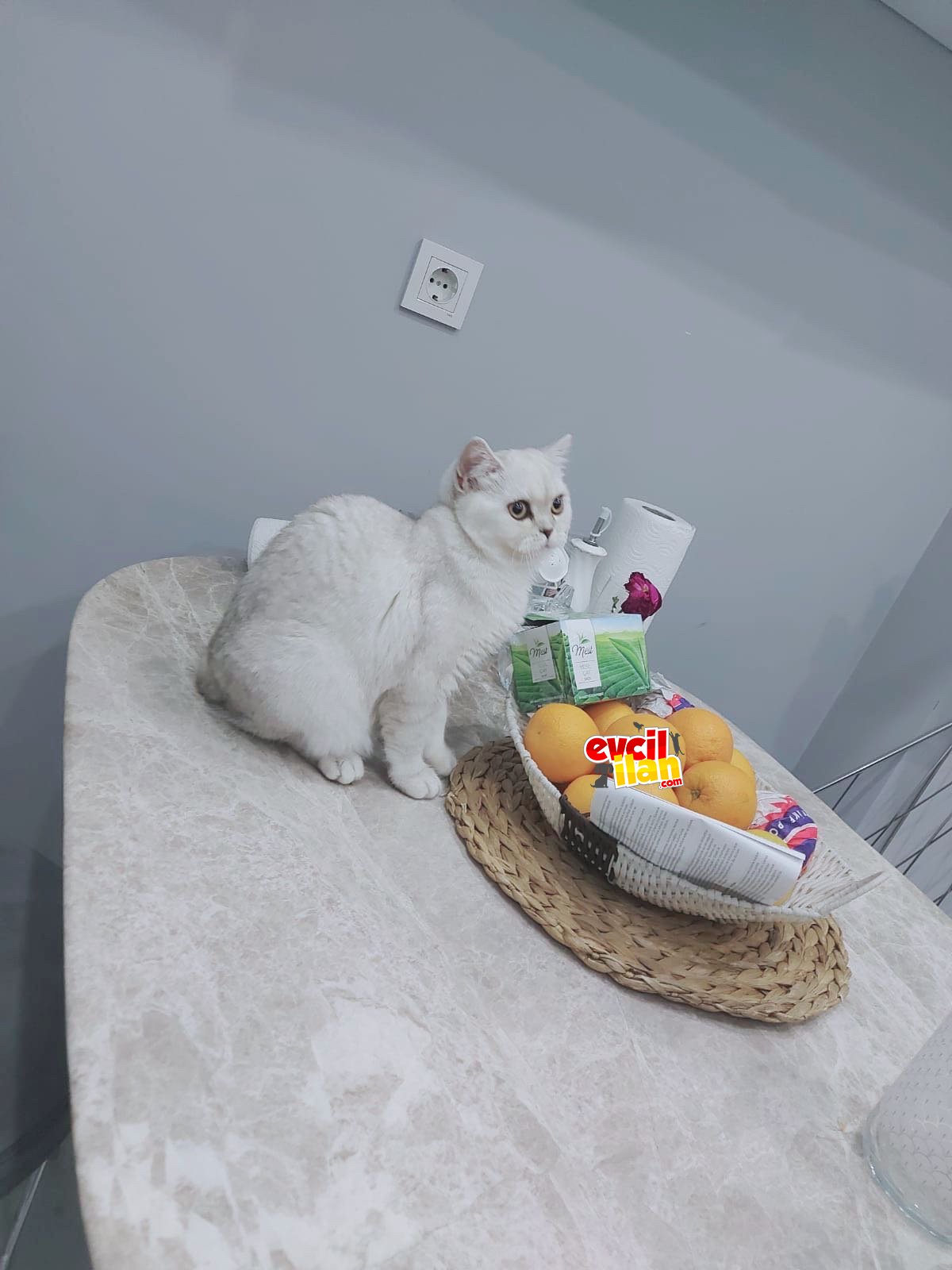 Yavrumun yavrusu