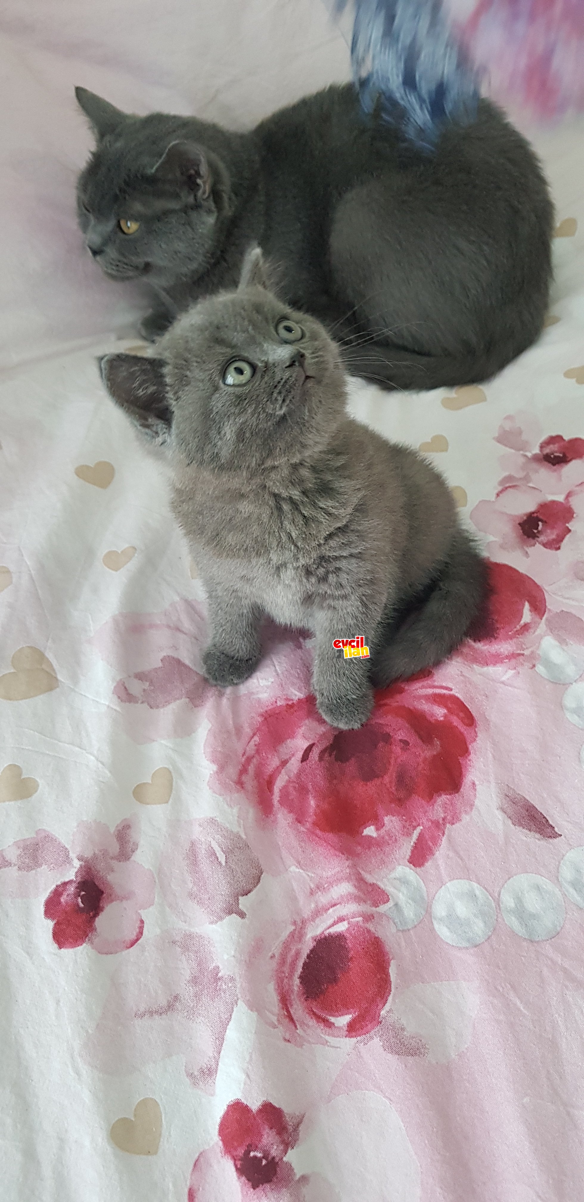 Yavrumuz sıcak yuvasını arıyor 