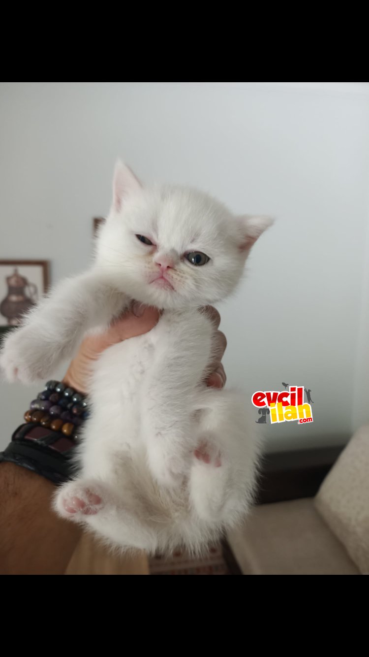 Yavrumuz yenı yuvasını beklıyor
