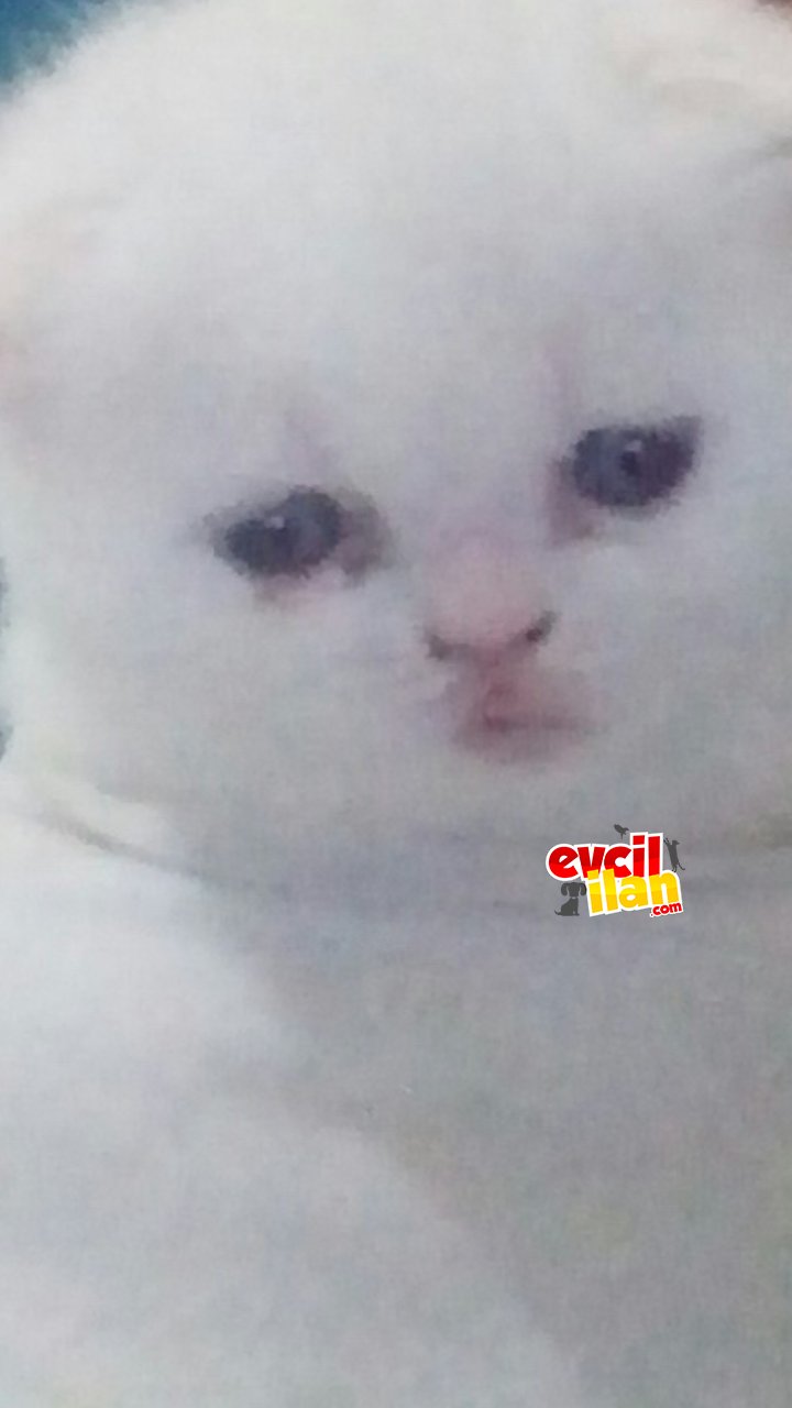 Yavrumuzun annesi yok henüz 1 ay 5 günlük