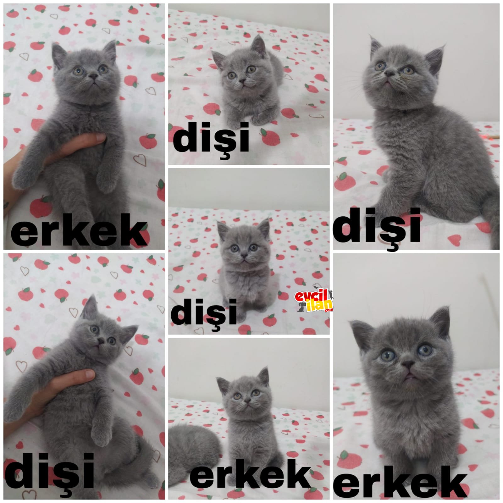 Yediz kardeşler 