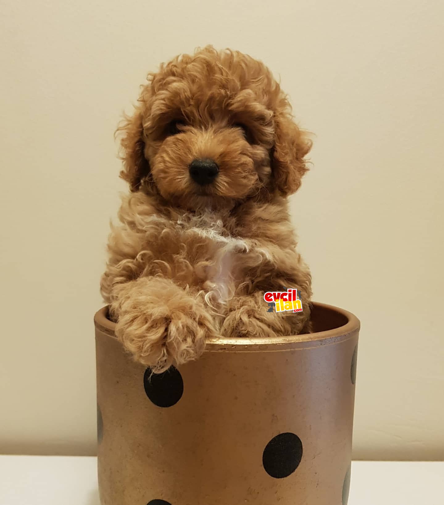 Yeni ailesi ile tanışmaya hazır Red toy poodle dişi 