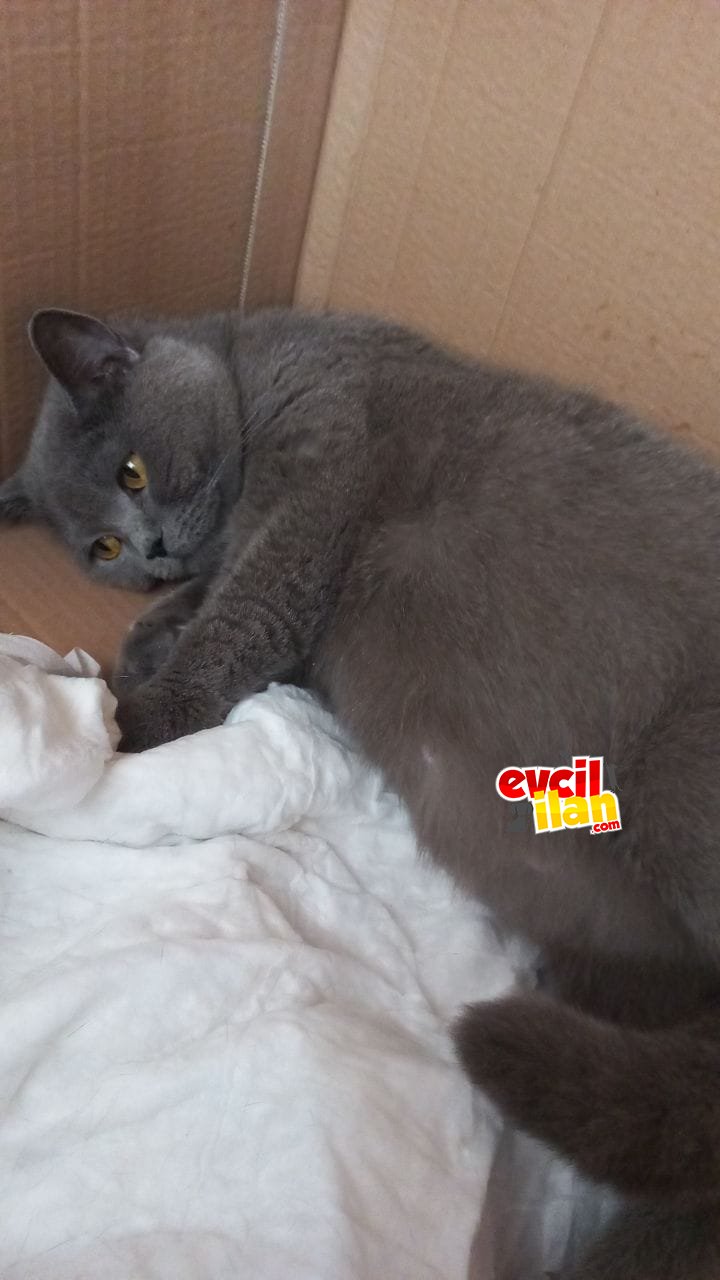 Yeni ailesini arıyor 