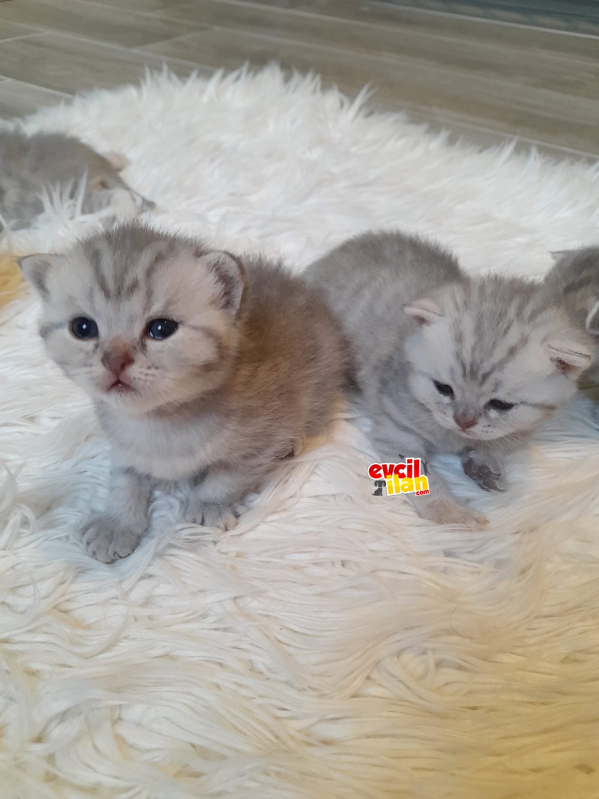 Yeni bebekler ????‍⬛????