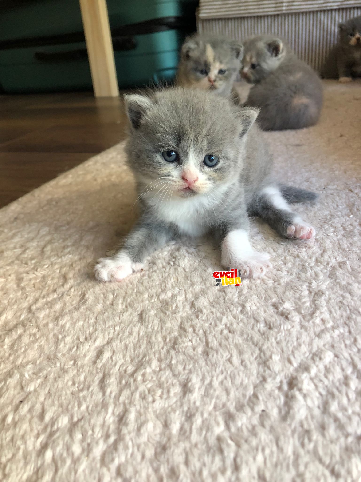 Yeni british yavruları 