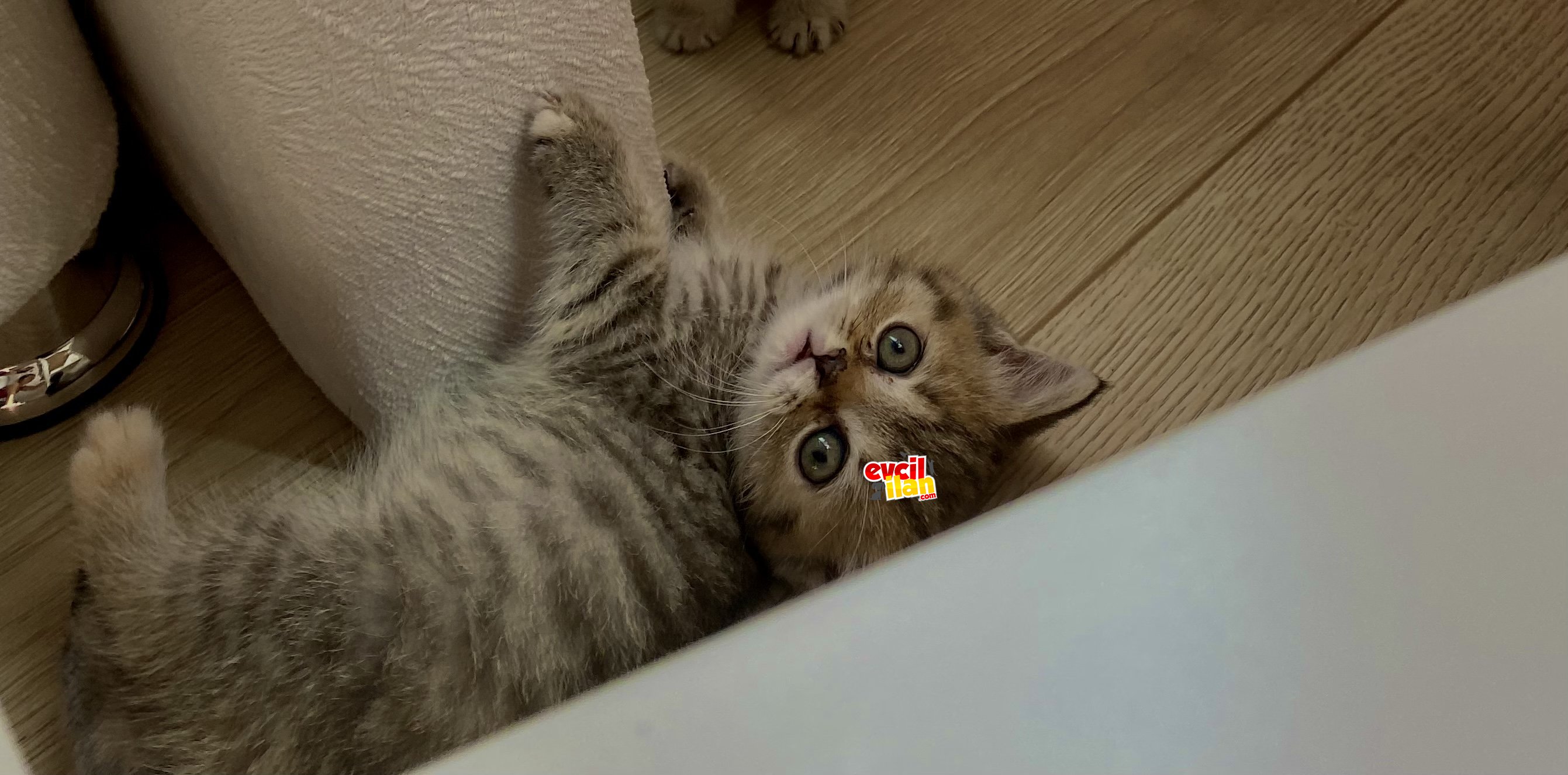 Yeni çok tatlı