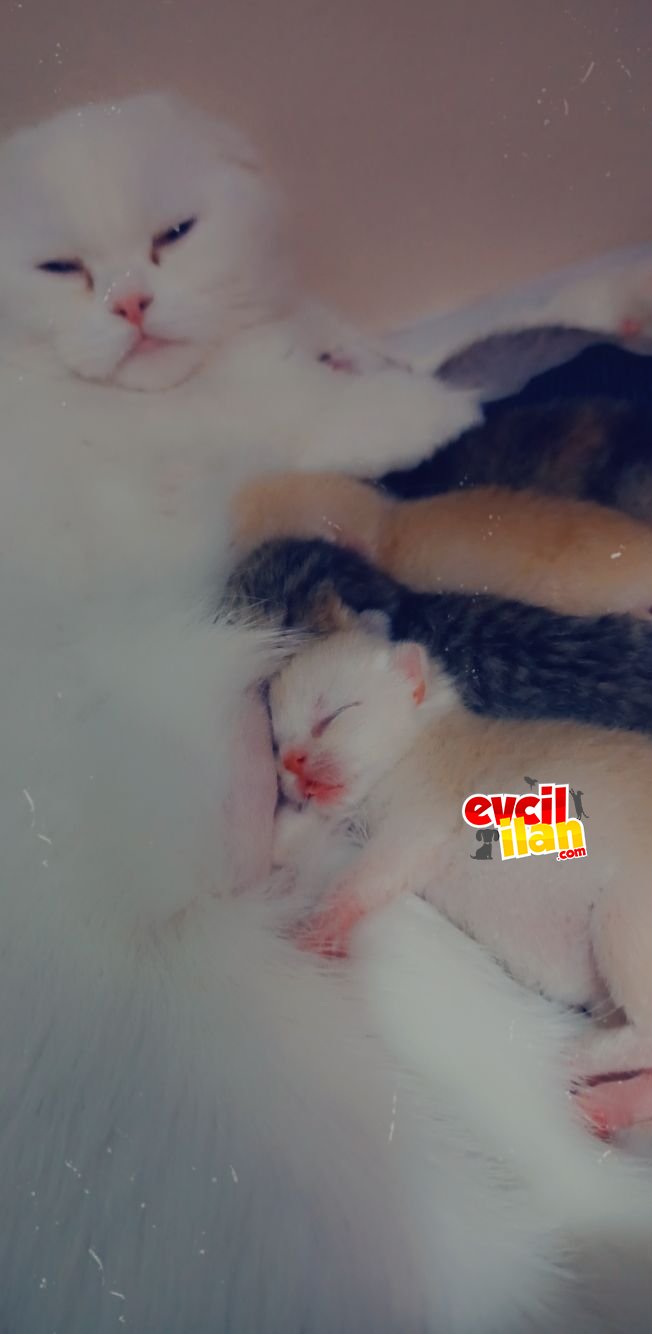 Yeni doğan bebeklerimize yuva arıyoruz 