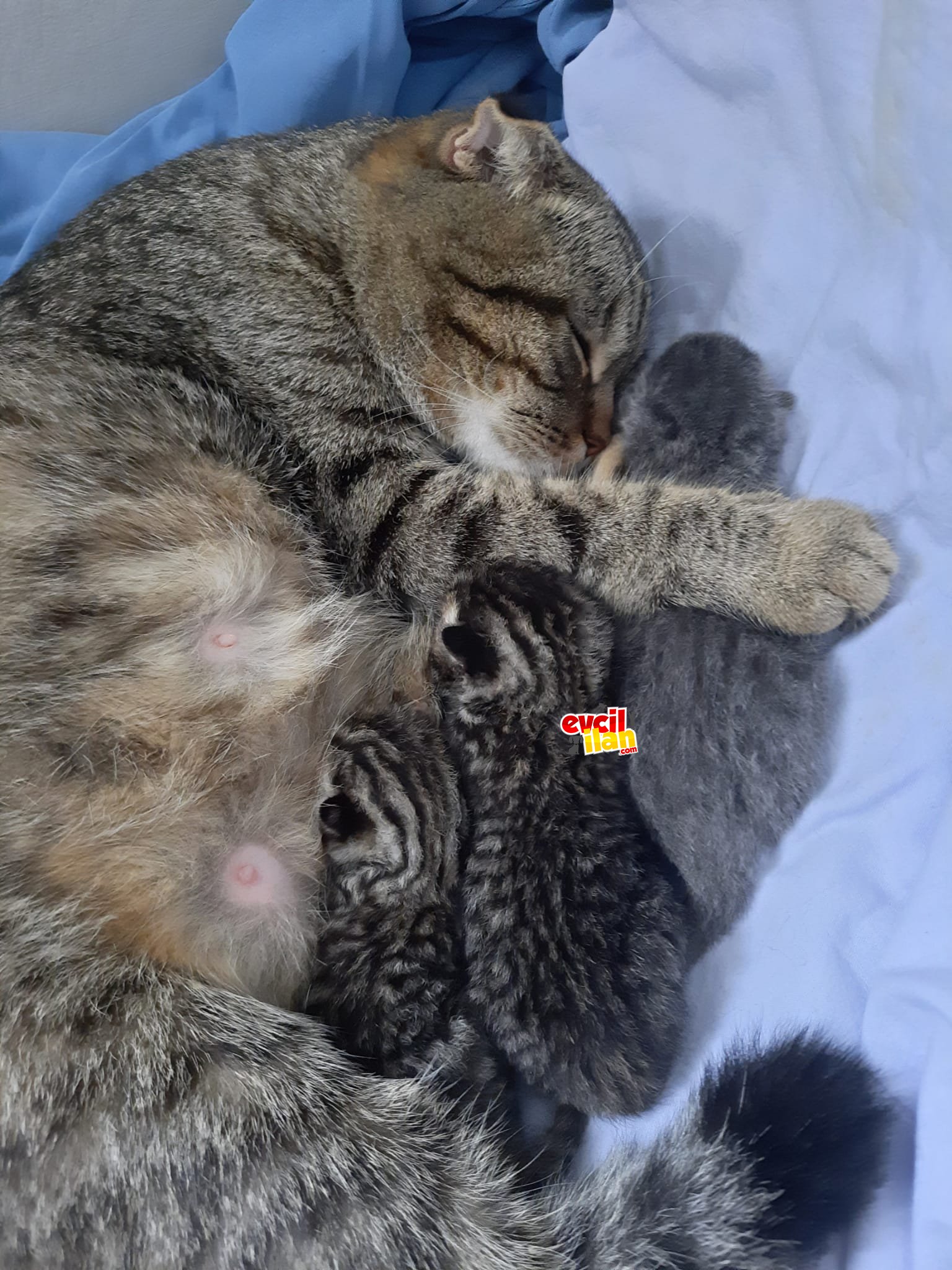 Yeni doğan yavru kedilerim