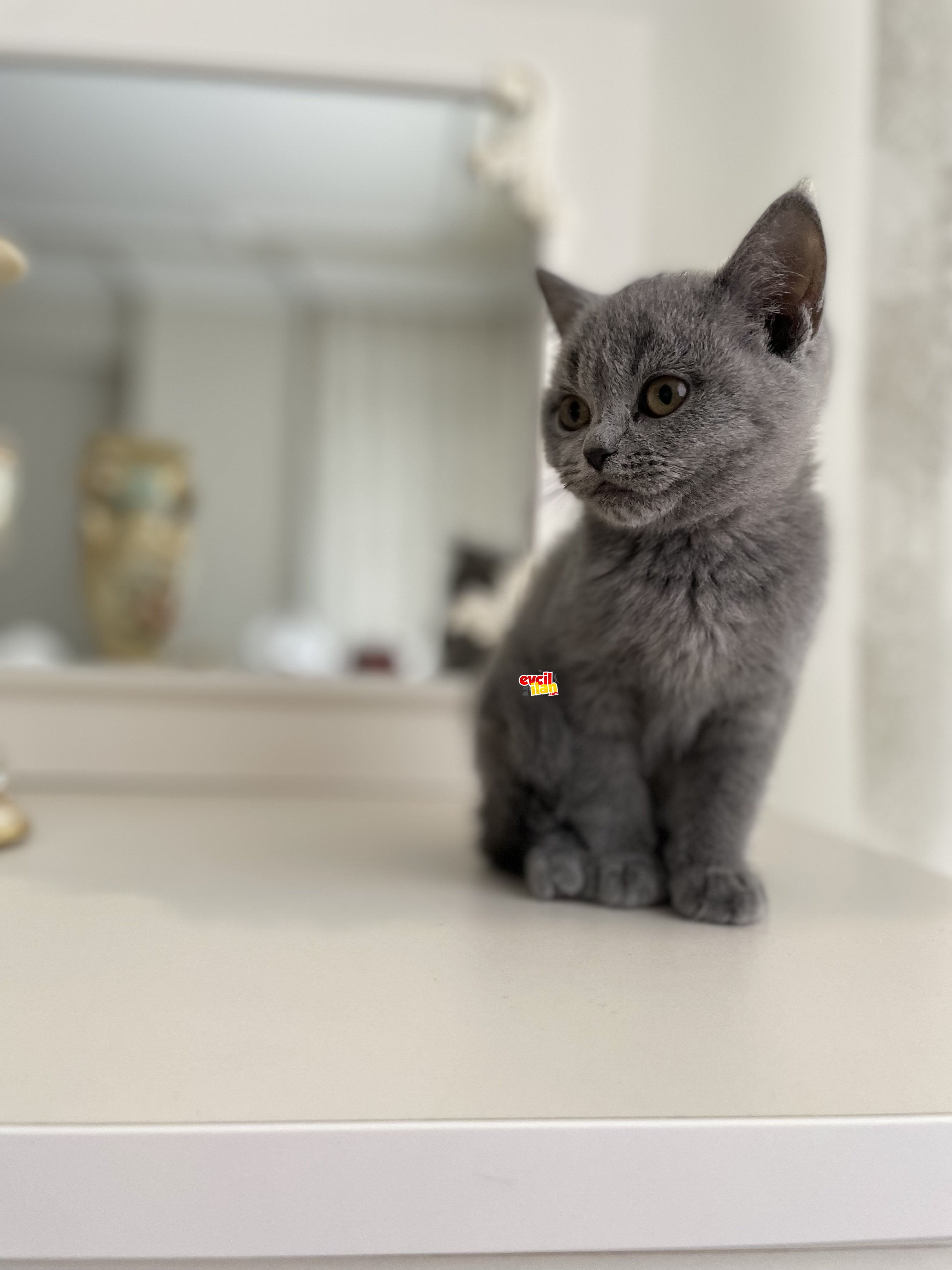 Yeni sahibini bekliyor