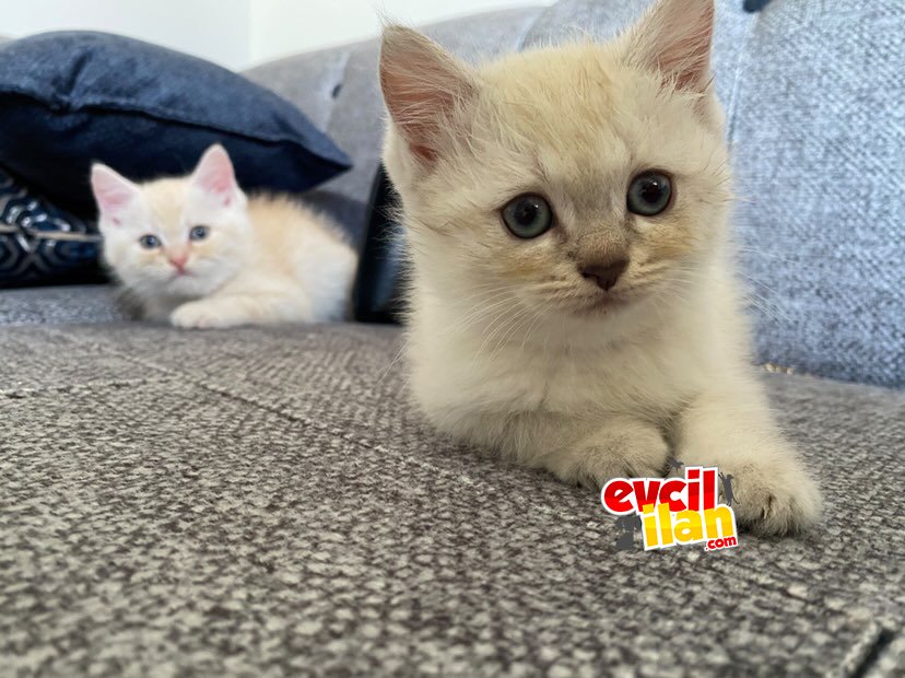 YENİ SÜTTEN KESİLMİŞ YAVRULAR