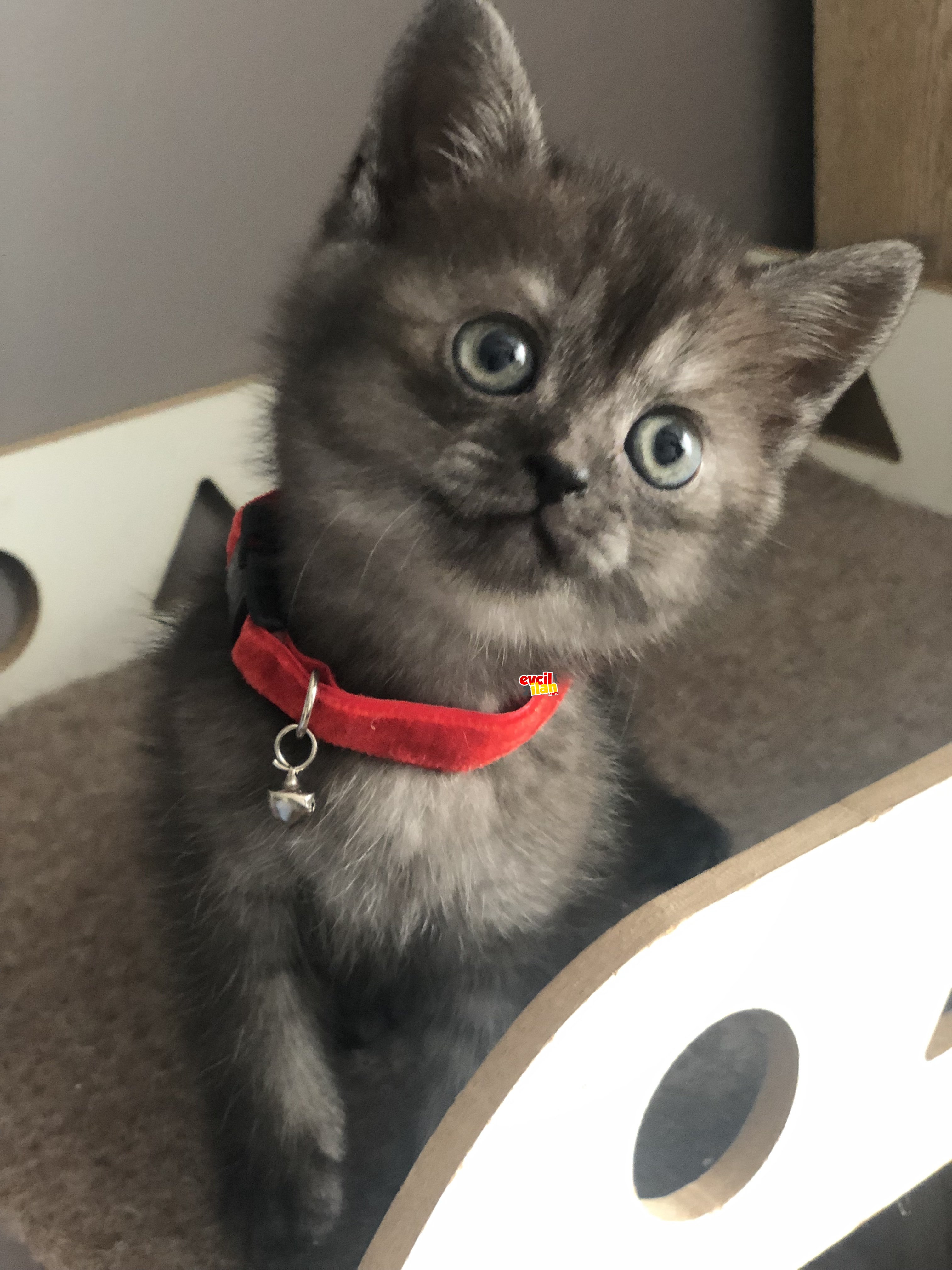 Yeni yuvalarını arıyorlar