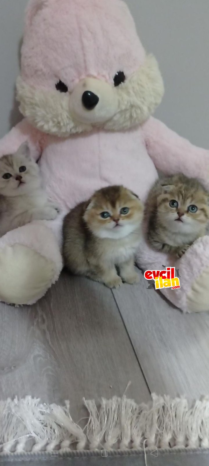 Yeni yuvalarini ariyoruz
