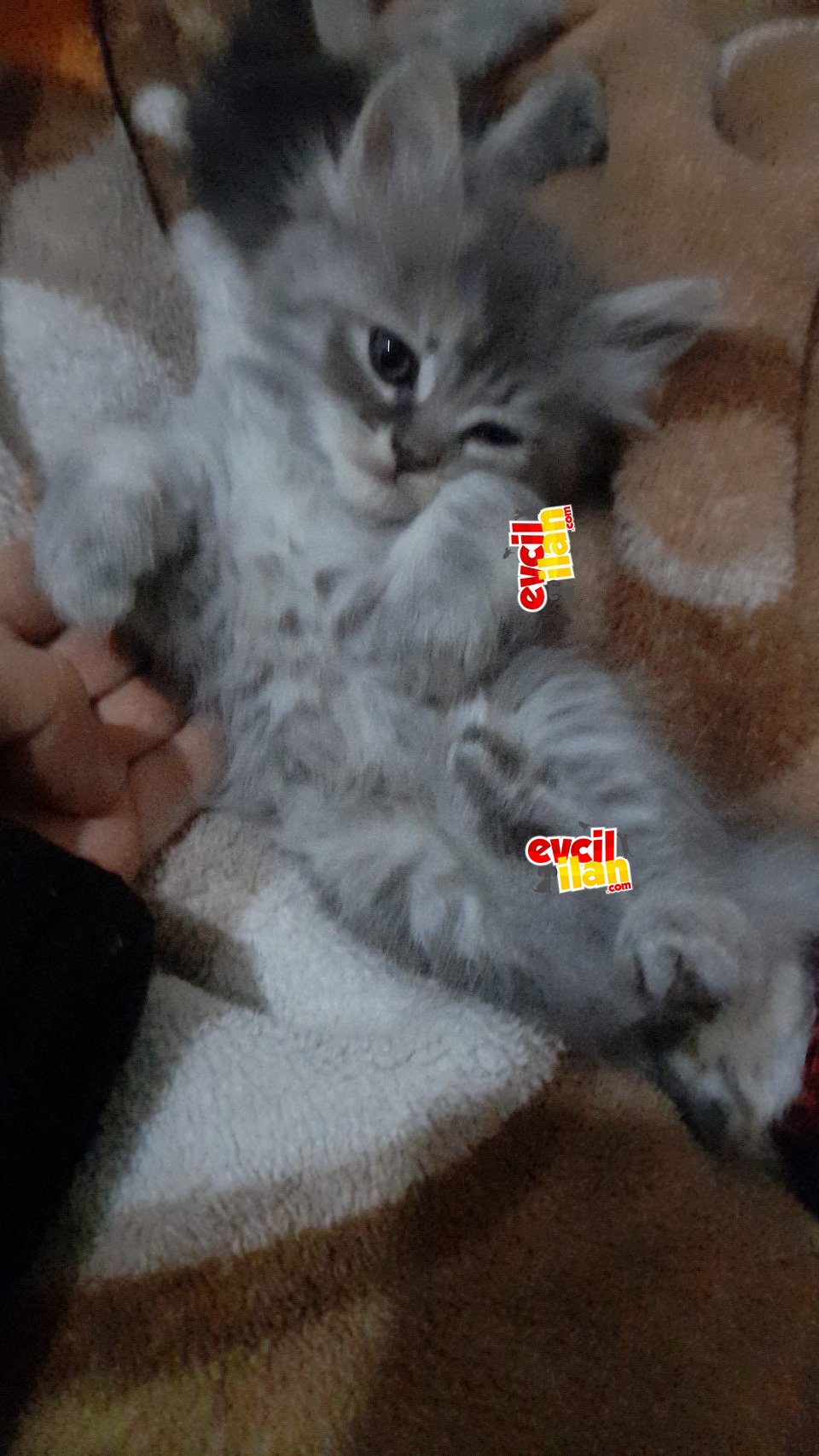 Yeni yuvamiza haziriz