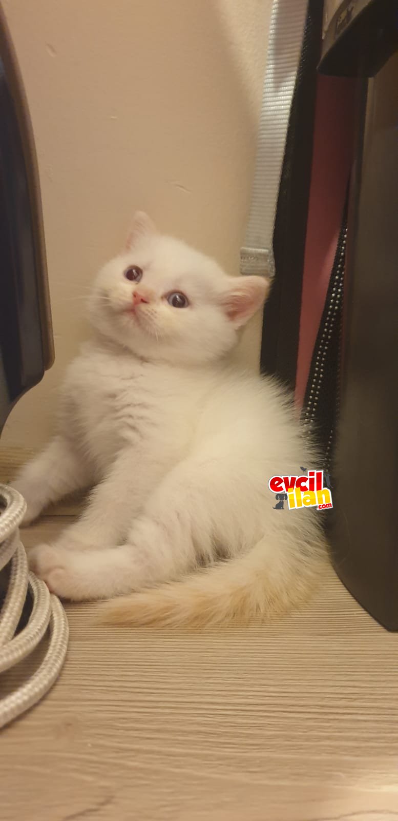Yeni yuvaya hazirlar