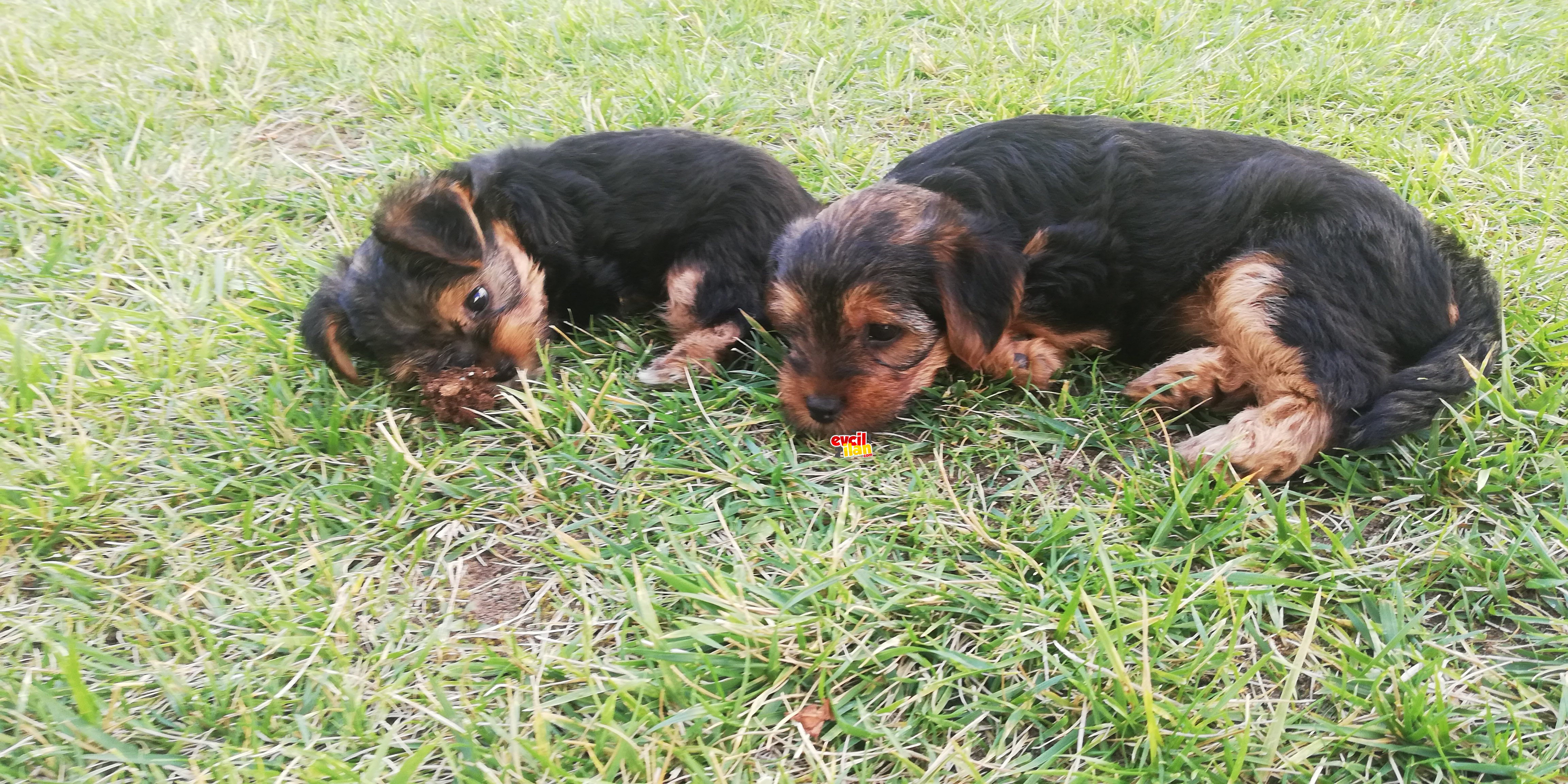 Yorkshire Terrier kızımızın safkan yavruları