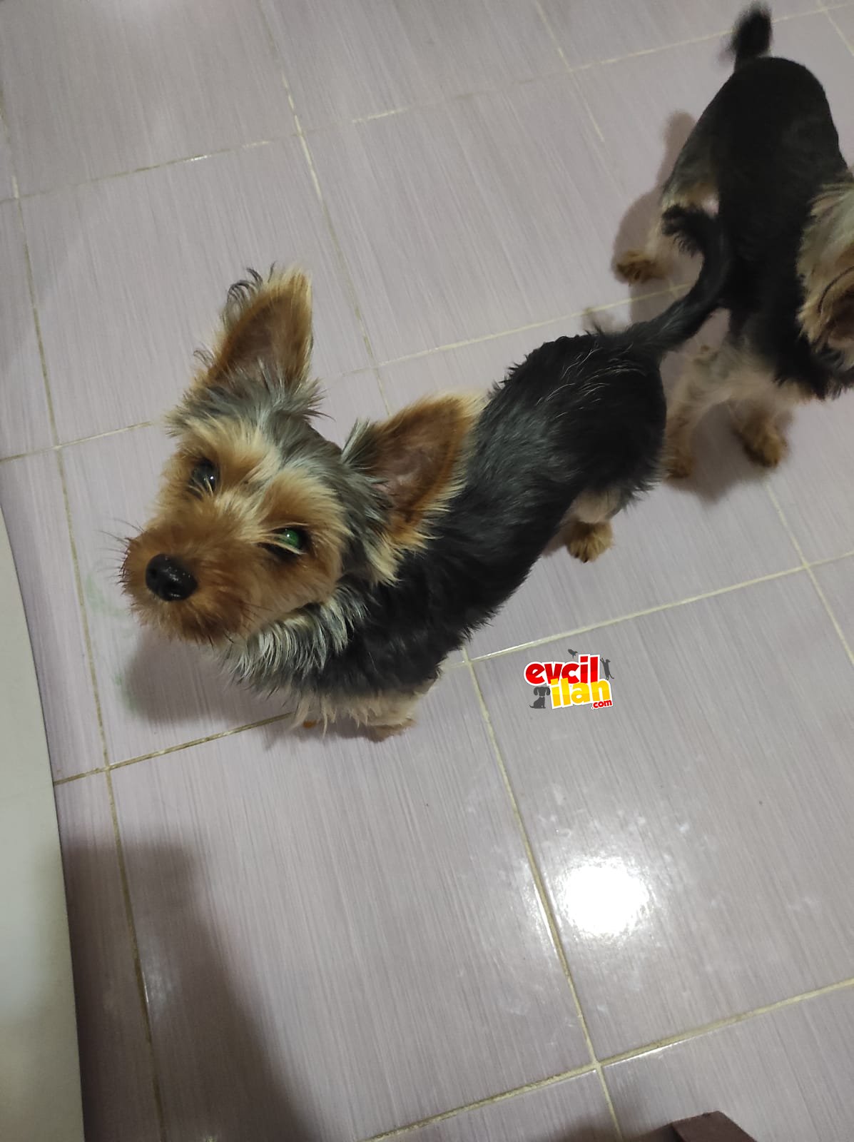 Yorkshire terrier 