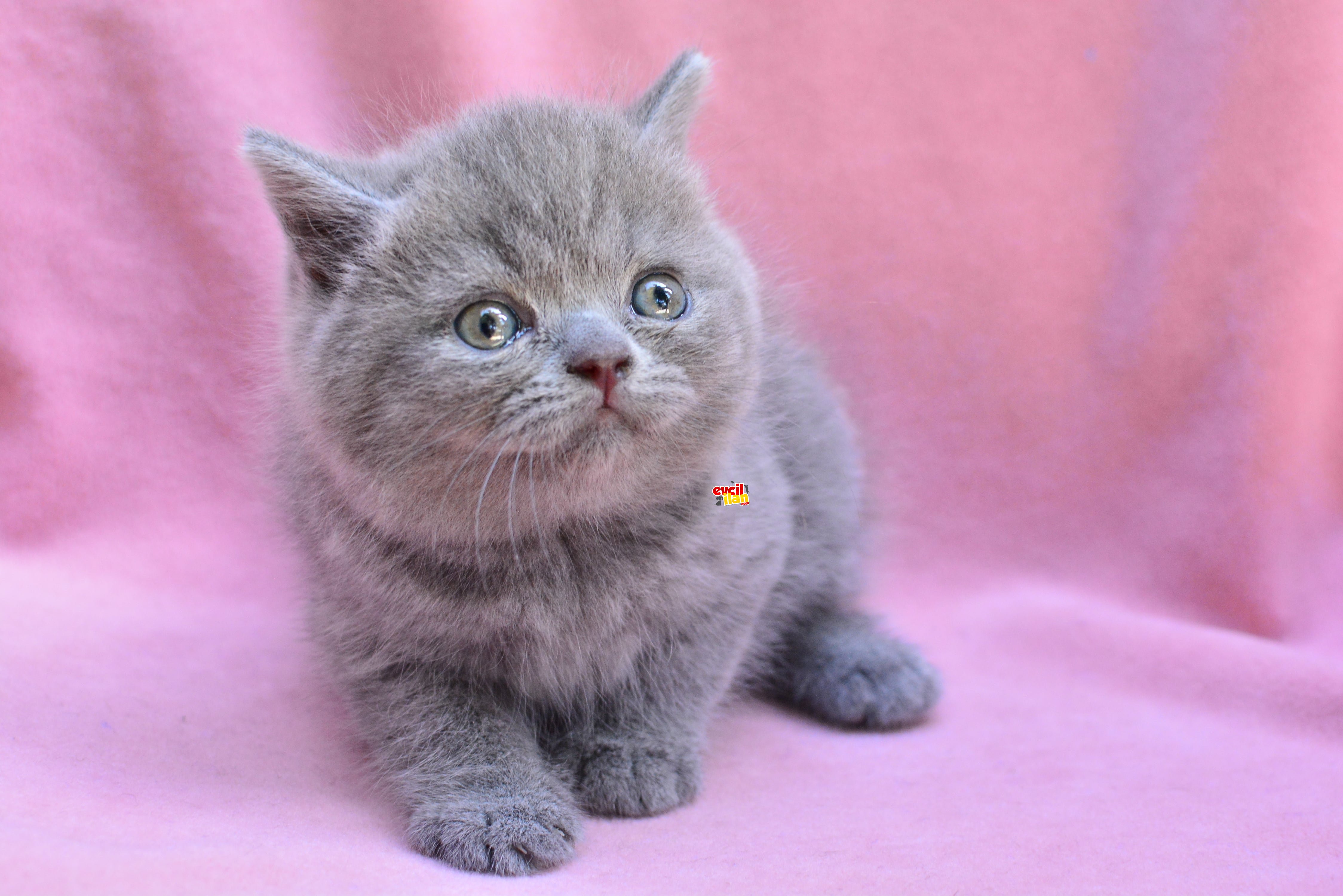 YUSYUVARLAK KAFA GRİ BRITISH SHORTHAIR