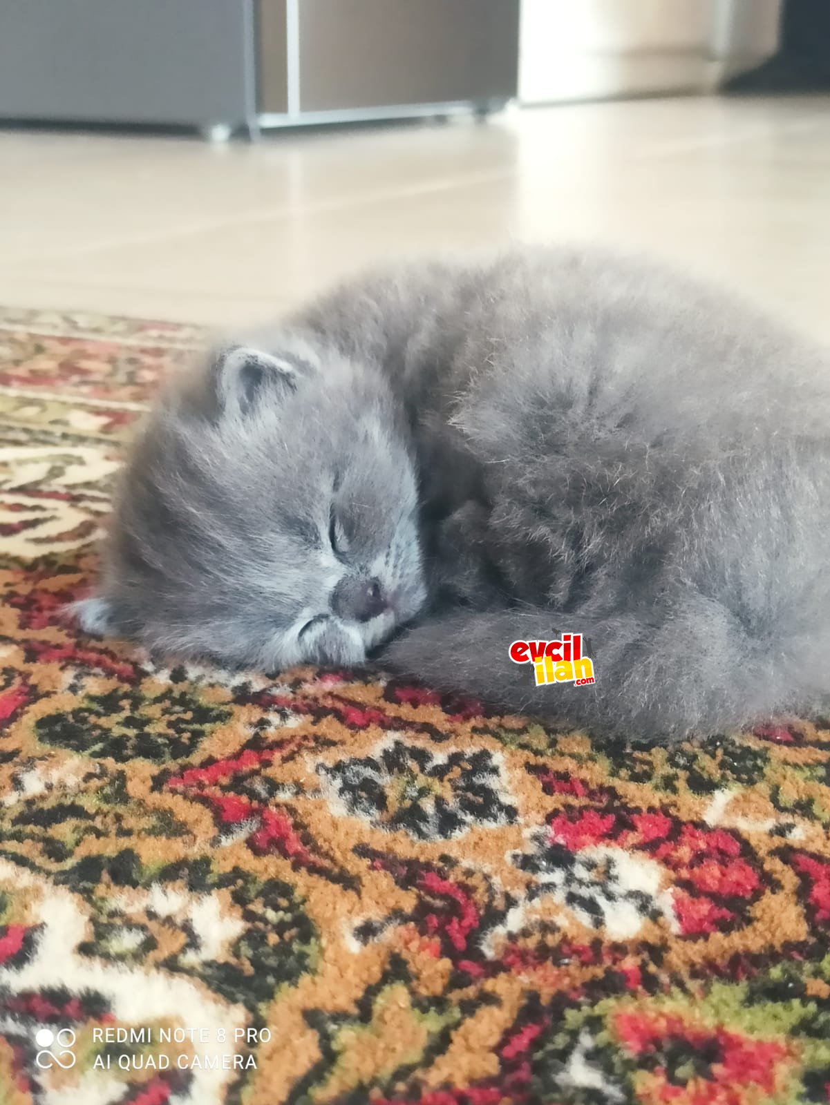 Yuva arıyoruz 