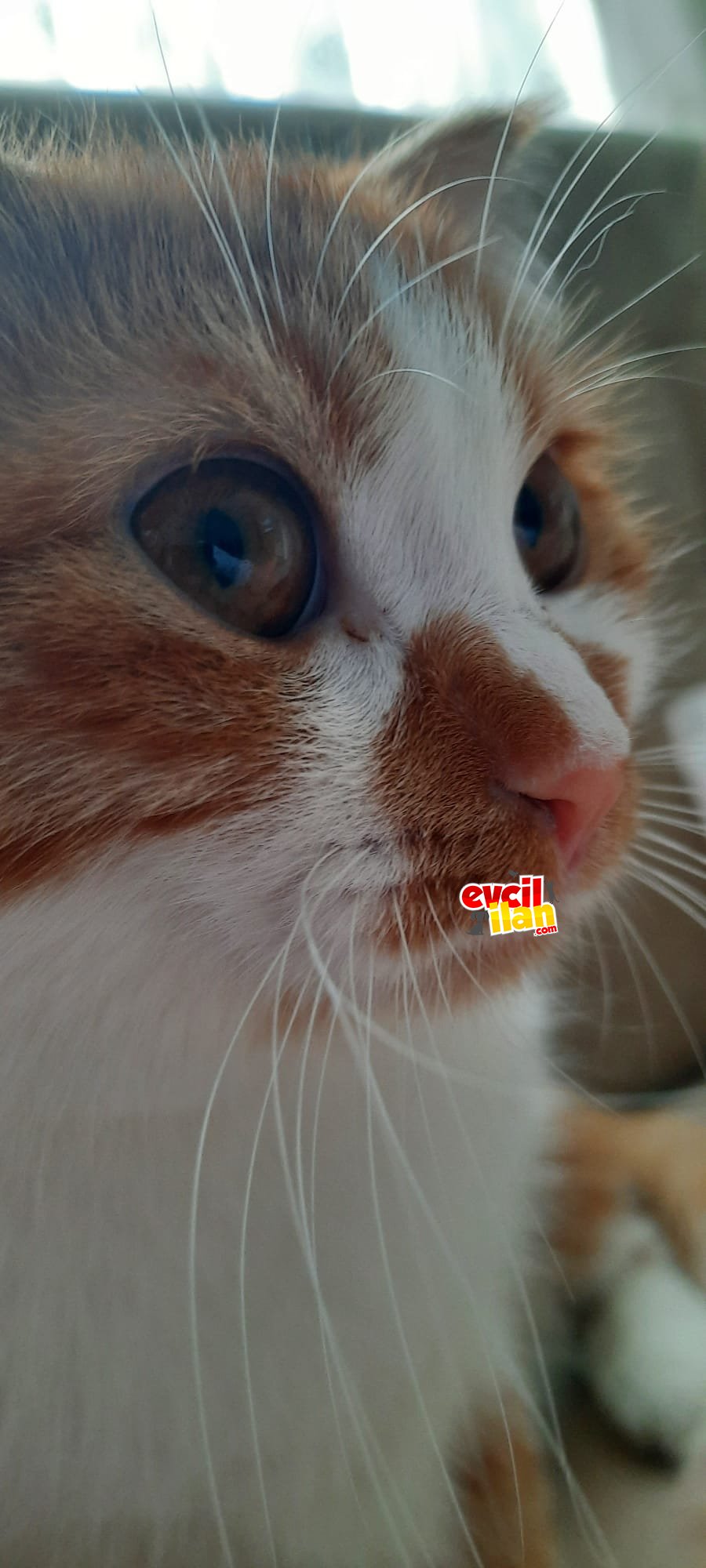 yuva arıyoruz 