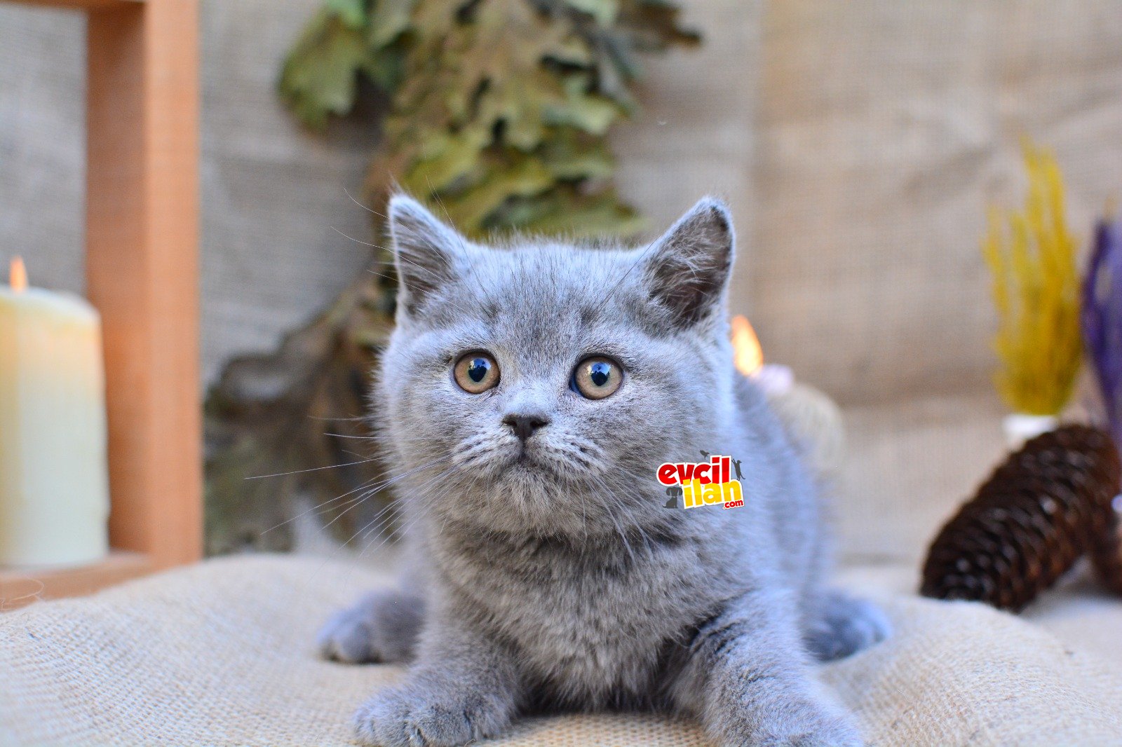 YUVARLAK KAFA GRİ BRITISH SHORTHAIR