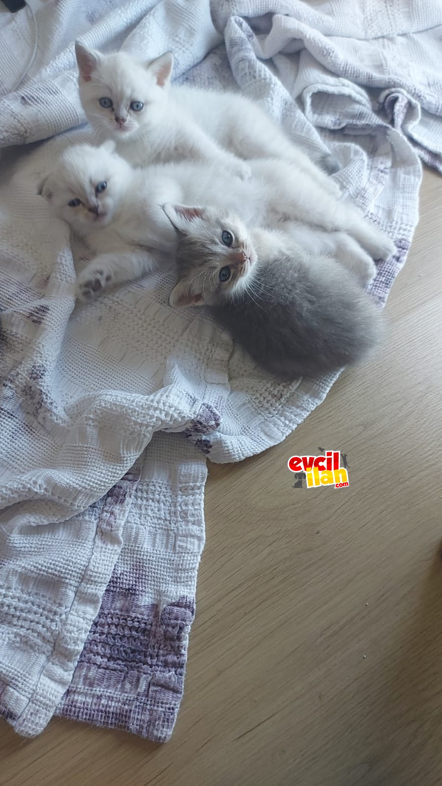 Yuvru kedi