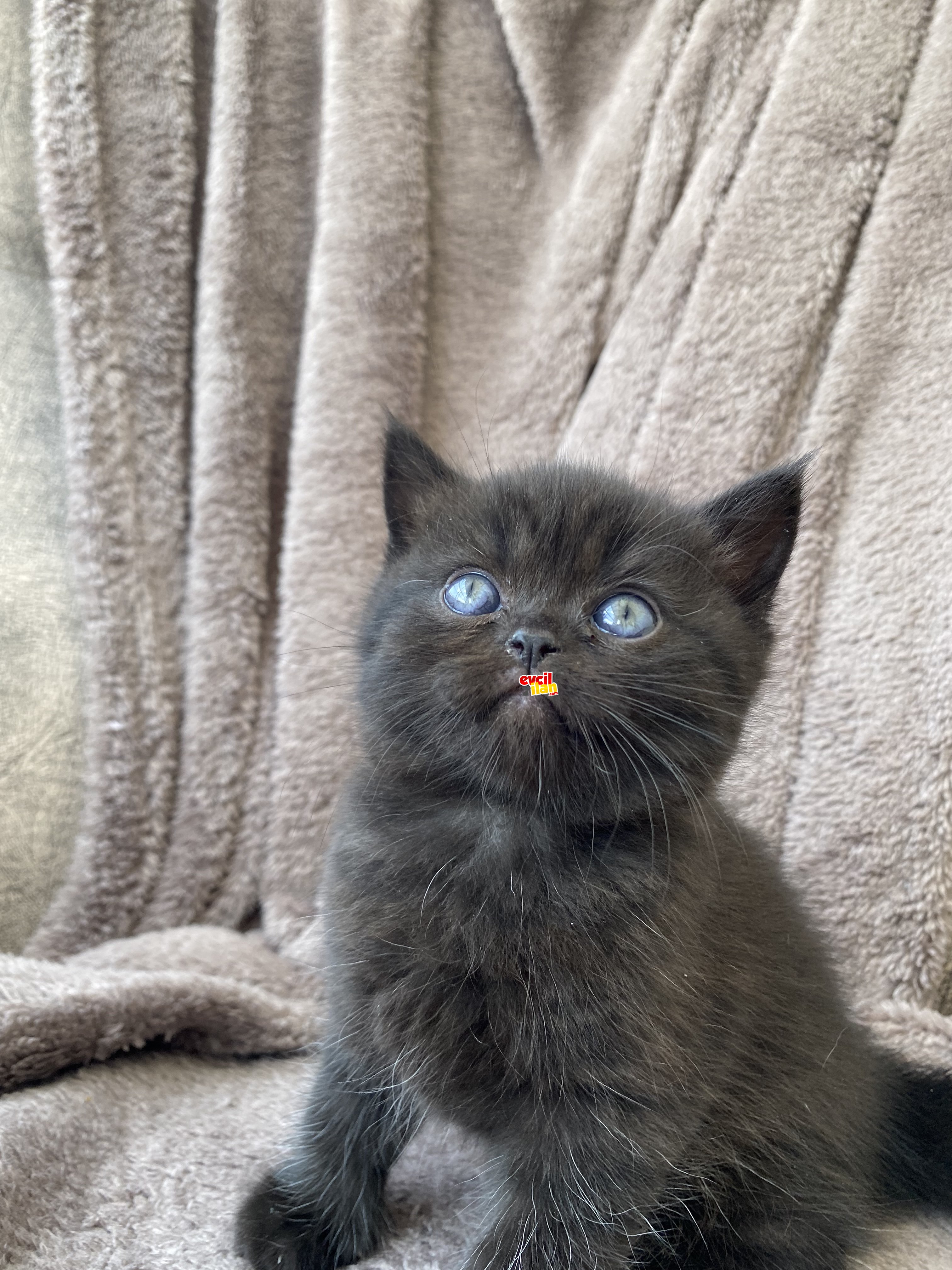Zeytin yavrumuz
