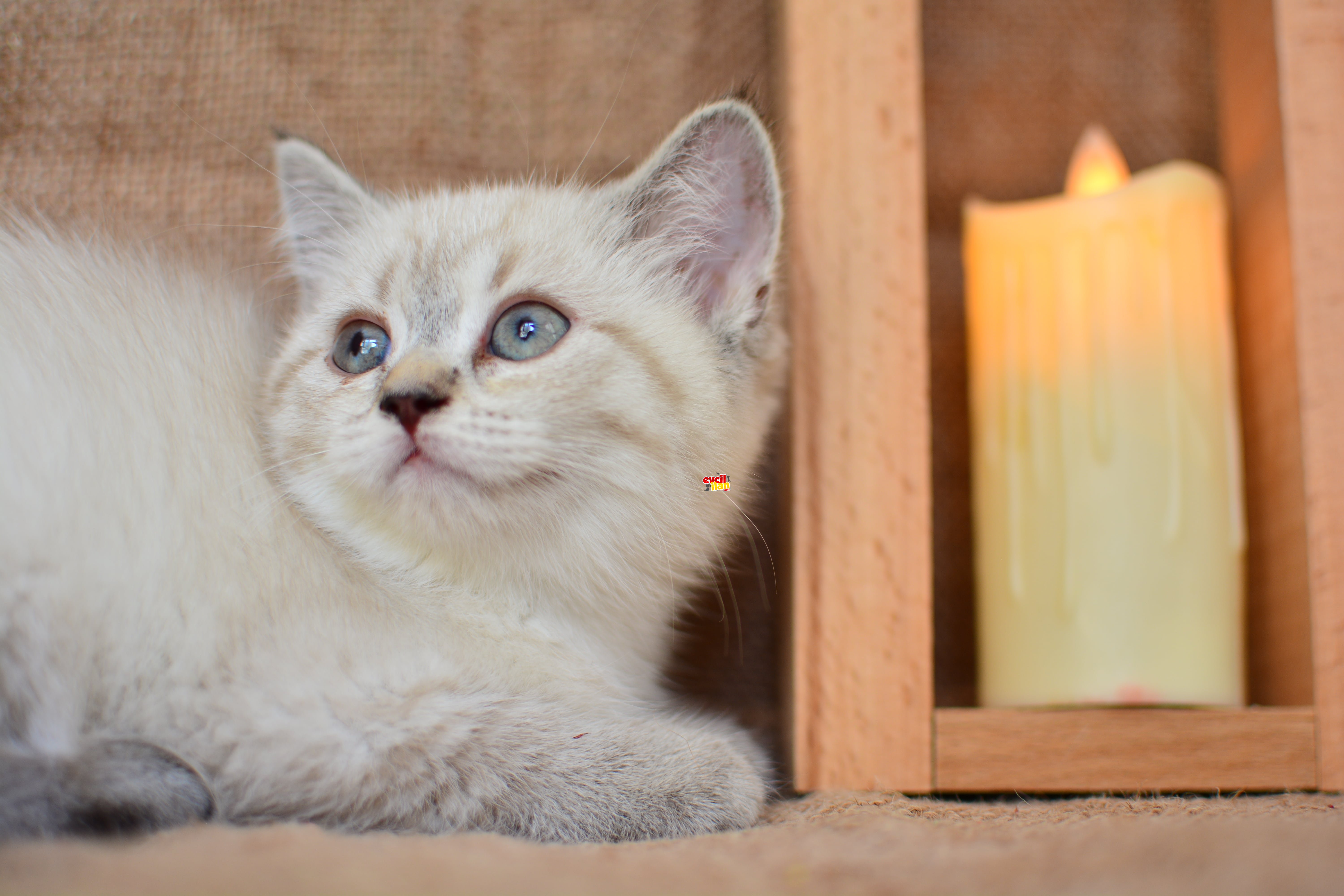 ZÜMRÜT YEŞİLİ LYNX BRITISH SHORTHAIR