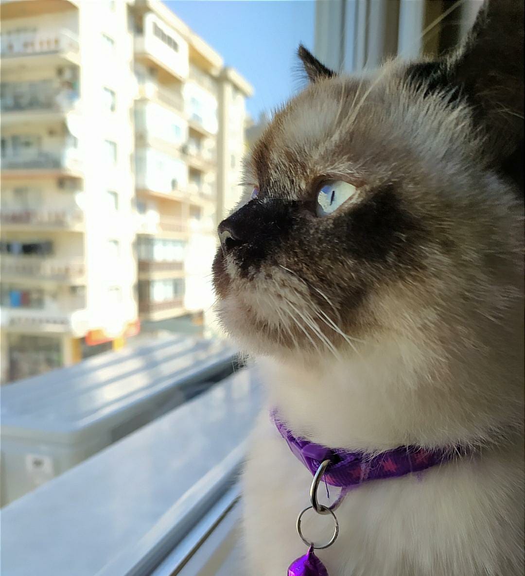 Begüm Hanım