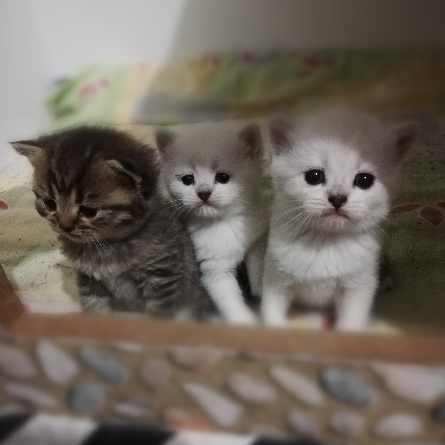Pamolivlin Usak cins kedi
